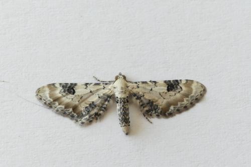 Eupithecia centaureata